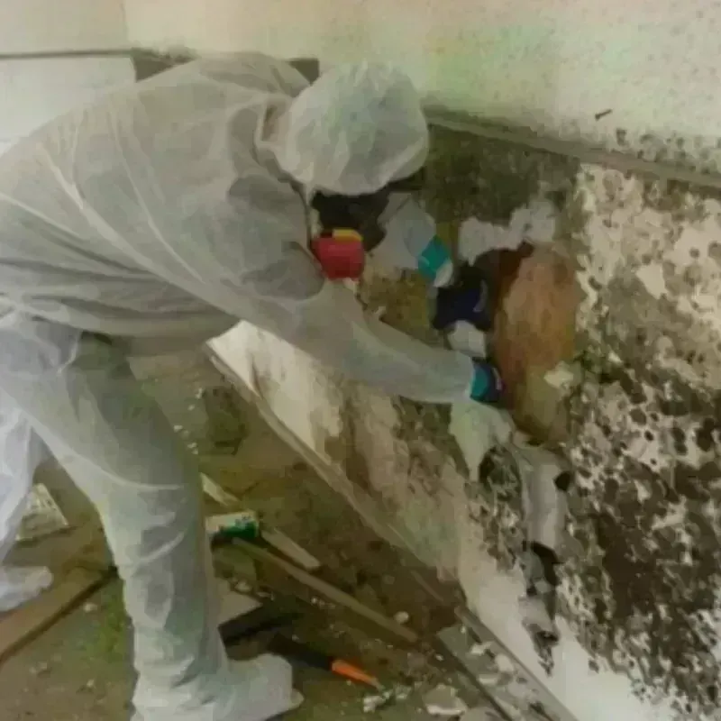 Mold Remediation and Removal in Morrill County, NE